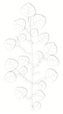 Aspen Leaves Die